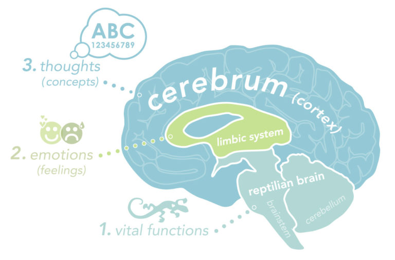 3 parts of the brain: cerebrum, limbic system, reptilian brain