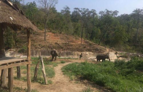 Elephant Sanctuary near Chiang Mai - Hubiwise Travels