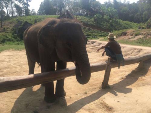 An elephant near Chiang Mai - Hubiwise Travels