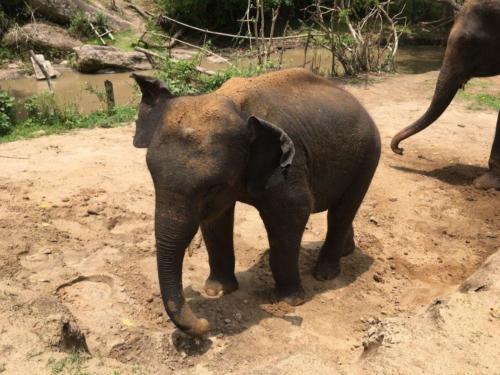 Cute elephant at a sanctuary near Chiang Mai - Hubiwise Travels