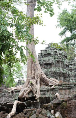 Ta Phrom Temple - Hubiwise Travels - Shot 7